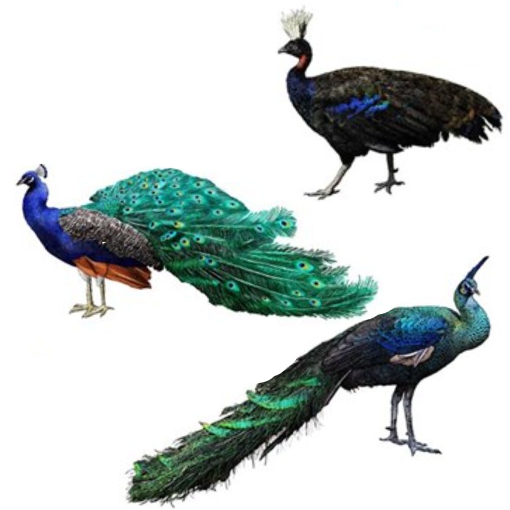 The Science Of Peafowl Assorted Regards